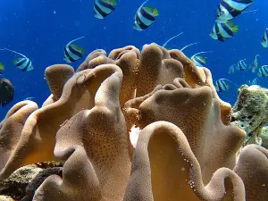 THARI FUSHI MALDIVES -Exciting EXCURSIONS INCLUDED