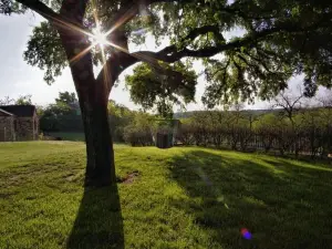 Live Oak B&B