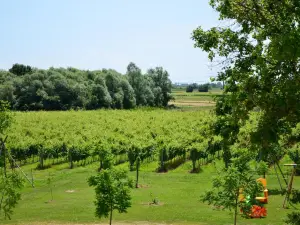 Là di Anselmi