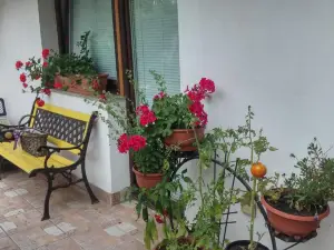 Darja Guesthouse