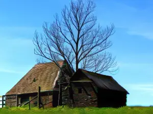 La Maison des Chats