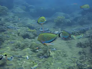 Nyang Ebay Surf Camp Siberut