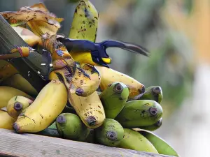 Rio Celeste Backpackers