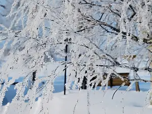 Koivuniemi