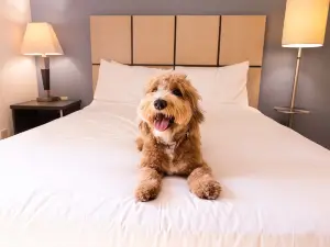 Sonesta Simply Suites Boston Braintree