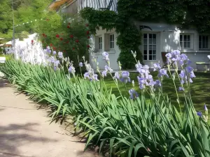 Studios les Iris