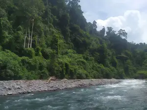 Brown Bamboo Bukit Lawang Trekking