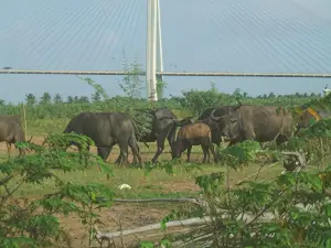 My Hoa Mekong Homestay