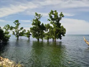 Morowali Beach Hotel