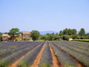 全部財產 Provence Luberon 和 lavande