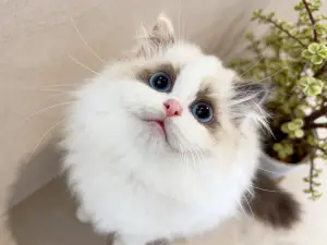 Shanyashan · Walnut Space Designer Aesthetic Homestay (Libo Xiaoqikong Dongmen Branch)