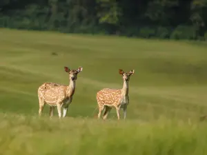 ゴカルナ フォレスト リゾート カトマンズ