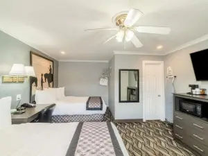 OYO Snyder TX 紫色鼠尾草