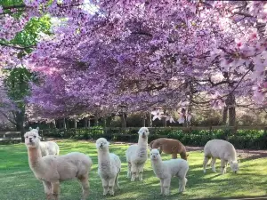English Cherry Tree Manor