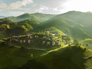 Garrya Mu Cang Chai