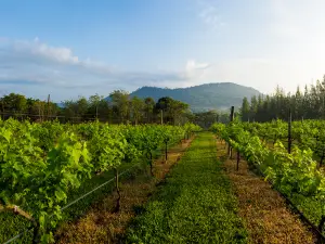 Village Farm & Winery
