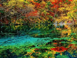 Wild Hidden Mountain Homestay