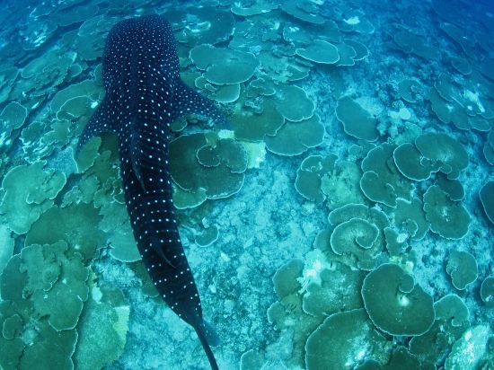 马尔代夫南阿里环礁丽世度假村(lux south ari atoll maldives)