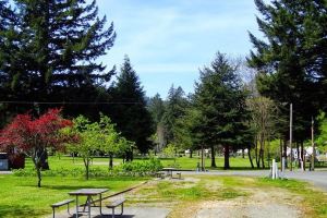 Jedediah Smith Redwood State Park Campground Travel Guidebook