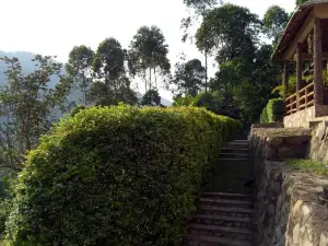 Bwindi Forest Lodge
