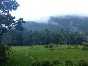 Sinharaja Green View