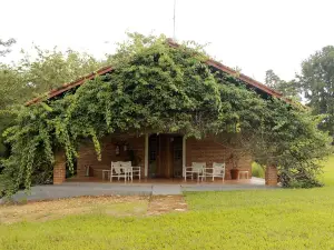 Canto Dos Pássaros