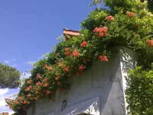 La Locandina