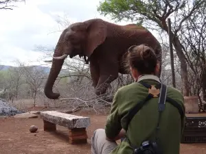White Elephant Safaris