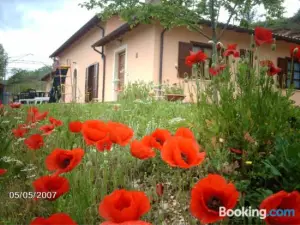 Il Vigneto