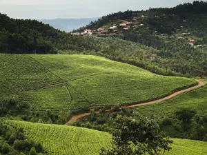 One&Only Nyungwe House