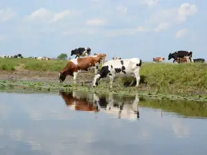 Kurnik Polski Agroturystyka