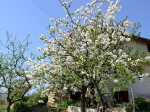 СПА къща за гости Каза Роза - Swiss Style Chalet Casa Rosa Spa Guest House