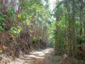 Canto Dos Pássaros