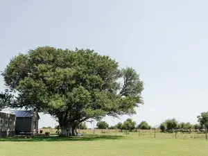Jahensu Safaris