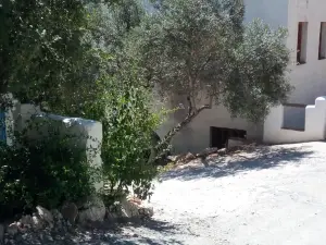 Olive Branch El Chorro