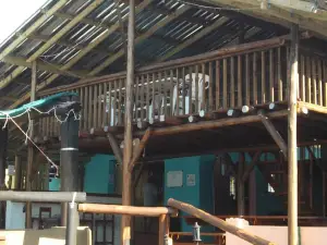 Jungle Monkey Backpackers
