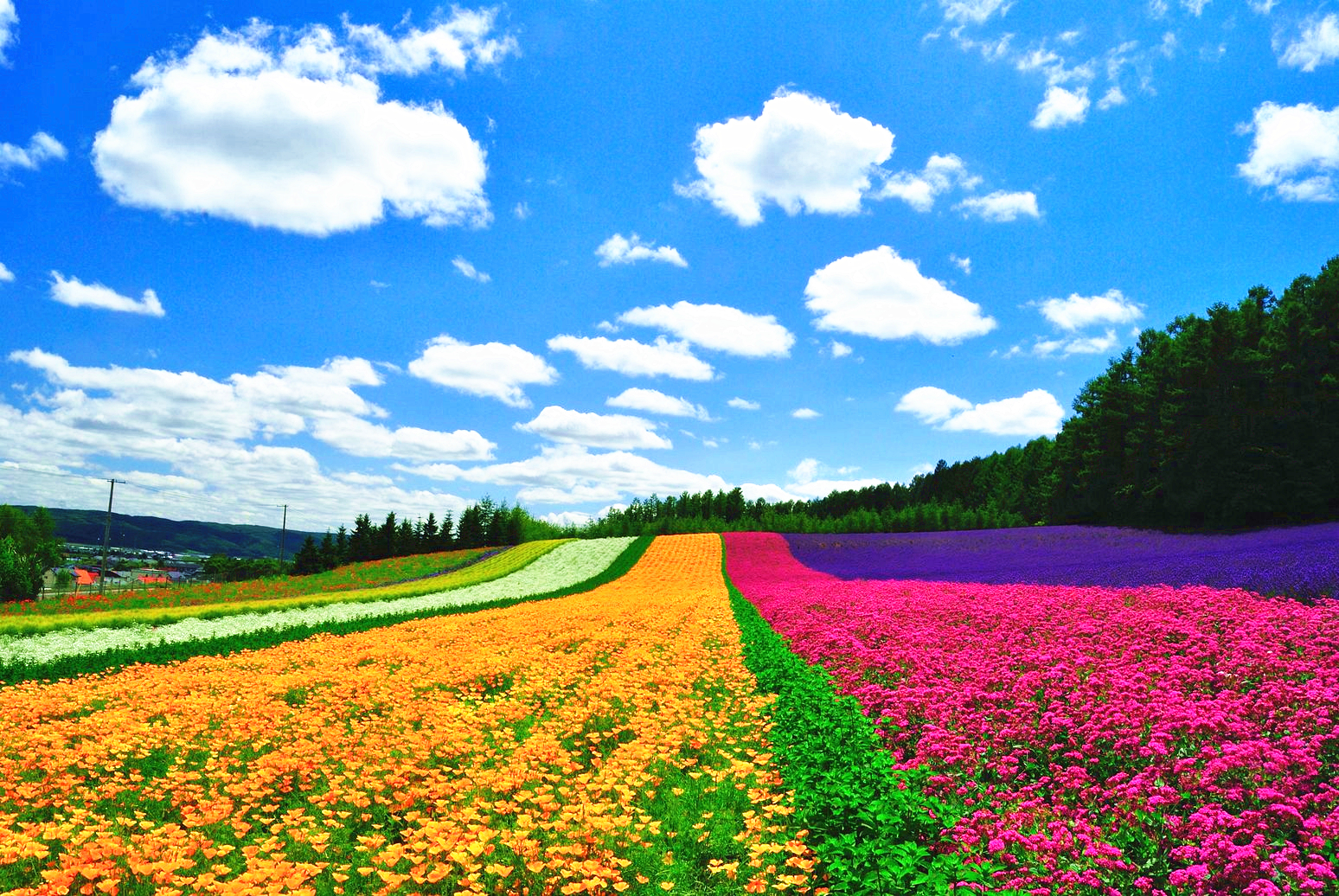 小众癖最爱的日本樱花线路：坐火车、看樱花、泡温泉、吃美食…… - 知乎