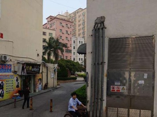 毗邻海岸城购物广场,是由枫叶投资有限公司投资管理图片