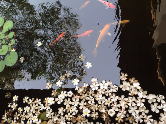 雅高酒店集团旗下新加坡圣淘沙水疗度假酒店预