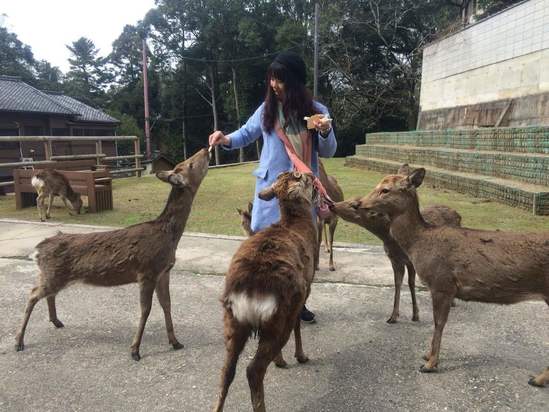 the deer run away的意思翻译