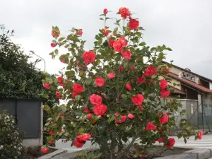 Hotel Tre Denti