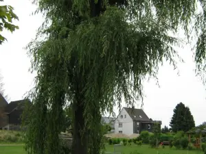 Stierstall-Suite Pension Wahlenau