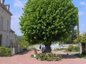 Les Roulottes de Cuzay