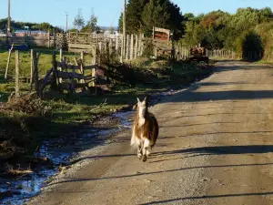 Cabañas Vista Tranquila Chiloé