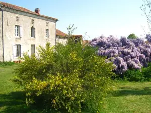 Wisteria House