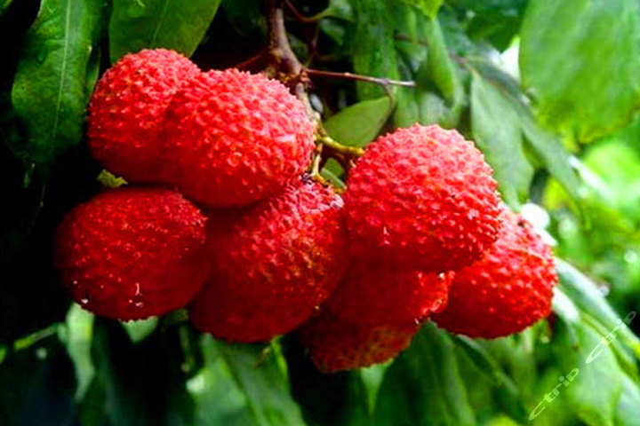 广州高佬荔枝园(120元代金券-荔枝采摘)团购-原