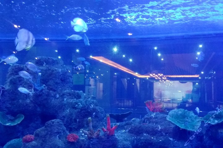 重庆凯旋酒店公寓—鎏嘉码头水族馆