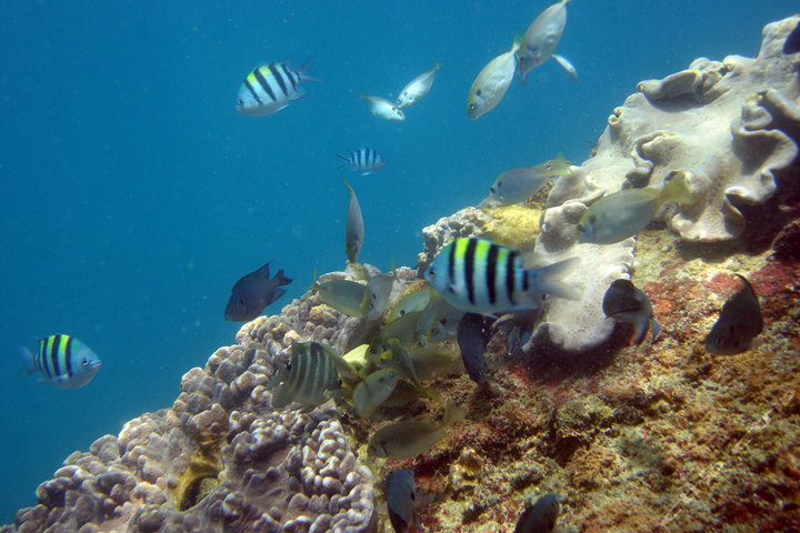 三亚加井岛(石梅湾)户外潜水一日游团购-原价598元-团购仅售299元,三亚度假旅游团购【携程团购】