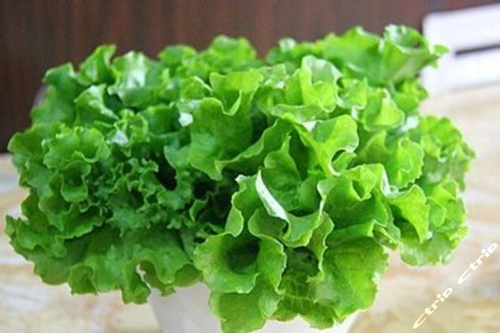大叶生菜