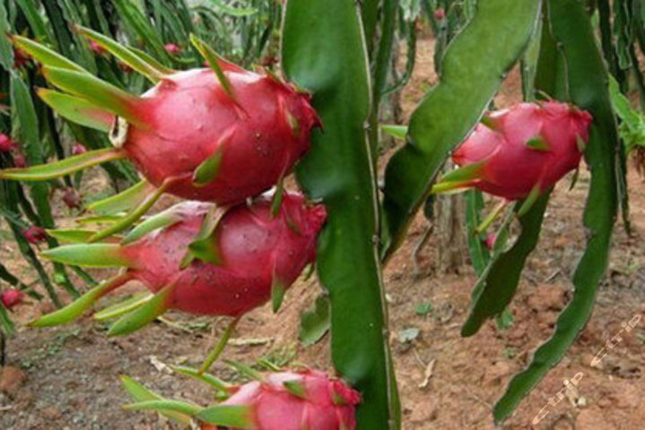 杭州琳亚农庄(火龙果采摘)团购-原价108元-团购仅售45元,杭州餐饮娱乐团购【携程团购】